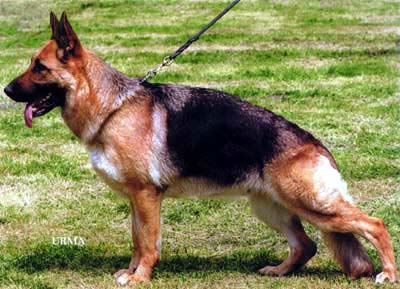 Zanto.jpg (7185 Byte)
